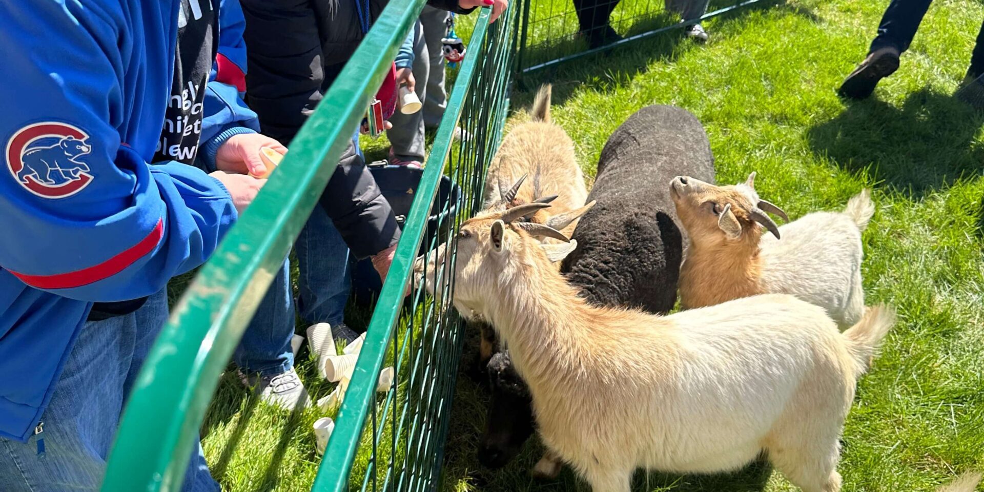 Individuals feeding goats and sheep