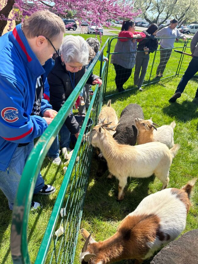 Individuals feeding goats and sheep