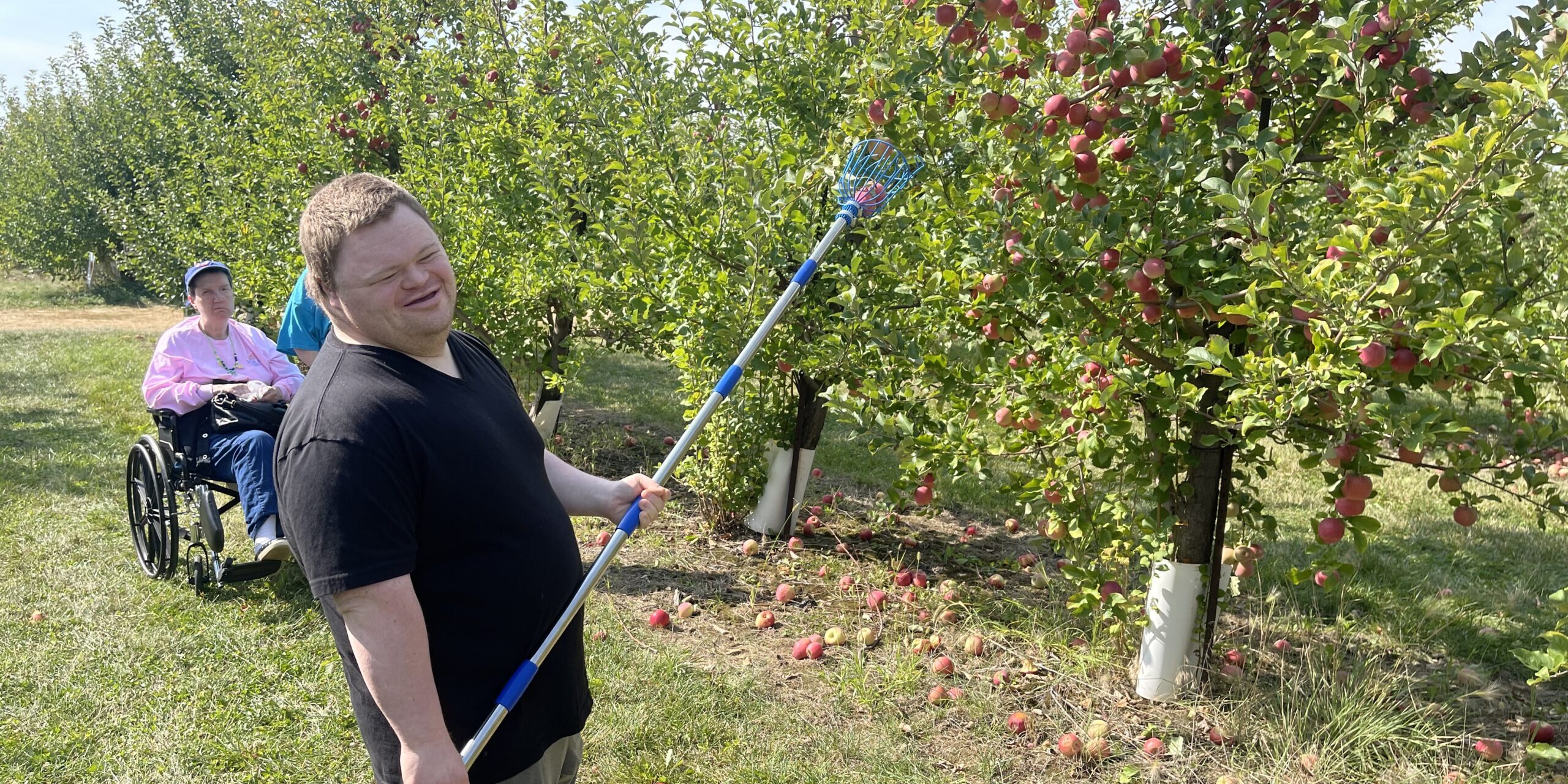 Individual picking apples with a long-armed apple picker